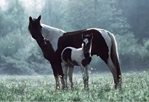 Foal: POTTOK HORSE - Brood mare & foal