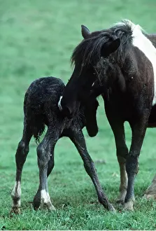 Foal: POTTOK HORSE - brood mare licking newborn foal