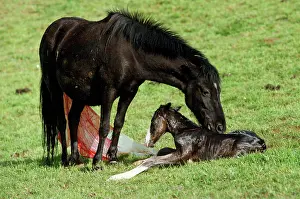 Pottok: Pottok Horse - Mare & New Born Foal