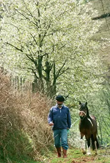 Pottok: Pottok Horse - Stallion, being led by man