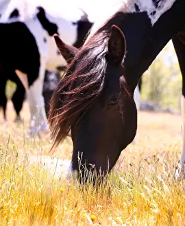 Andy Teare: Pottoka horses grazing at liberty, in Extremadura