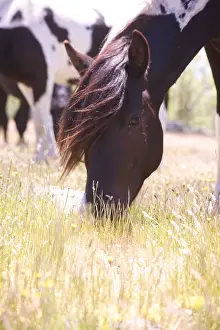 Andy Teare: Pottoka horses grazing at liberty, in Extremadura