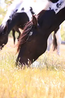 Andy Teare: Pottoka horses grazing at liberty, in Extremadura