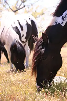 Andy Teare: Pottoka horses grazing at liberty, in Extremadura
