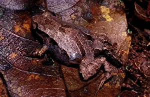 Pouches: Pouched frog - male. The male broods the tadpoles