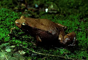 Pouched: Pouched or Marsupial frog