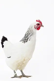 Poule: Poule de Contres Chicken