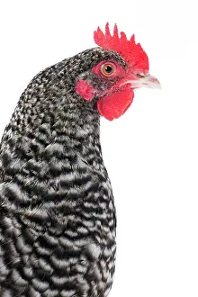 Poule: Poule de Herve / Herve Chicken Hen