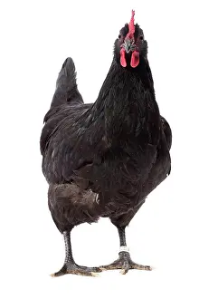 Noire: Poule noire De Janze Chicken Hen