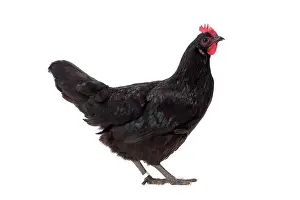 Poule noire De Janze Chicken Hen