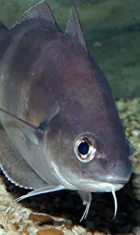 Barbel: Pout/ Bib - shows sensory barbel below chin