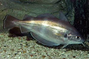 Barbel: Pout / Bib - shows sensory barbel below chin