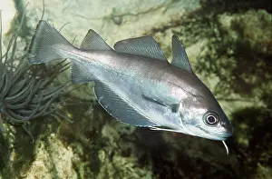 Barbel: POUT - side view showing barbel