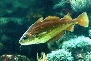 Pouting: POUTING / Whiting-Pout / Bib Fish - Underwater