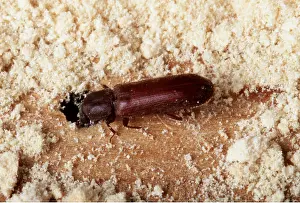 Powder: POWDER POST BEETLE - ADULT
