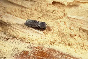 Powder: Powder Post Beetle - in Obeche wood