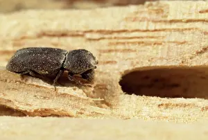 Powder: Powder Post Beetle - in Obeche wood