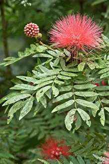 Powder: Powder Puff plant - flower and leaves