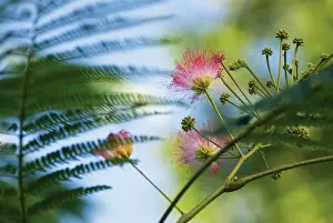 Powder: Powder-pufftree