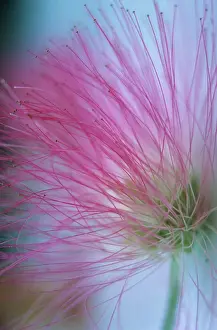 Powder: Powder-pufftree