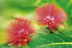 Powder: Powder-pufftree