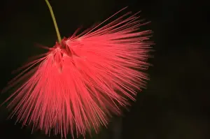 Powder: Powder-pufftree