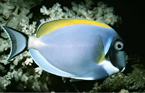 Fins: POWDERBLUE SURGEONFISH