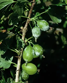 Gooseberry: Powdery mildew