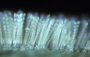 Aestivum: Powdery mildew