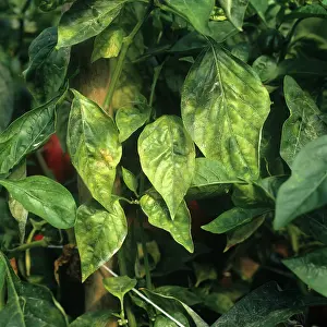 Pepper: Powdery mildew