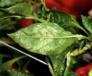 Pepper: Powdery mildew