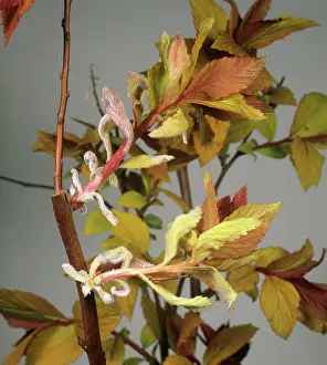 Primary: Powdery mildew