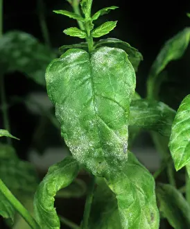 Horticulture: Powdery mildew