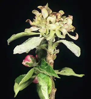 Primary: Powdery Mildew on Apple