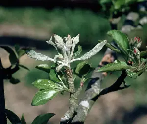 Buds: Powdery mildew on apple buds