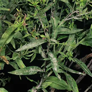 Mildew: Powdery mildew on Aster