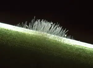 Mildew: Powdery mildew on a barley leaf