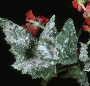 Houseplant: Powdery mildew on Begonia