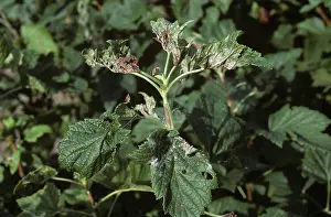 Kent: Powdery mildew on blackcurrant
