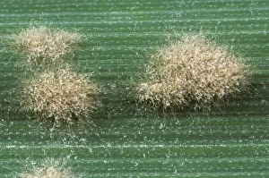Diseased: Powdery Mildew (Blumeria graminis) pustules
