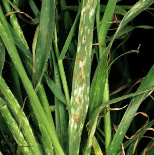 Recondita: Powdery mildew & brown rust