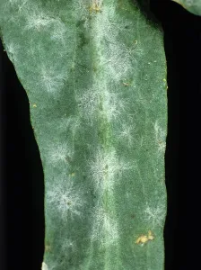 Mildew: Powdery Mildew on Canola Leaf