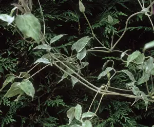 Shoot: Powdery mildew on Clematis