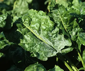 Beet: Powdery Mildew (Erysiphe betae) on Sugar Beet