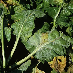 Beet: Powdery Mildew (Erysiphe betae) on Sugar Beet