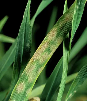 Mildew: Powdery Mildew (Erysiphe graminis)