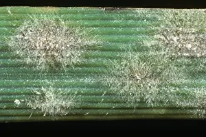Vulgare: Powdery Mildew (Erysiphe graminis)