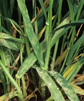 Vulgare: Powdery Mildew (Erysiphe graminis)