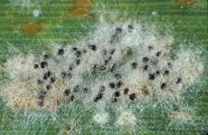 Poaceae: Powdery mildew (Erysiphe graminis)