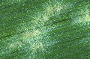 Hordeum: Powdery Mildew (Erysiphe graminis) on Barley leaf